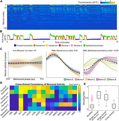 Generalizable Machine Learning in Neuroscience Using Graph Neural Networks